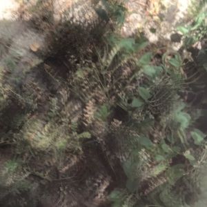 Meet your Posher, Angel